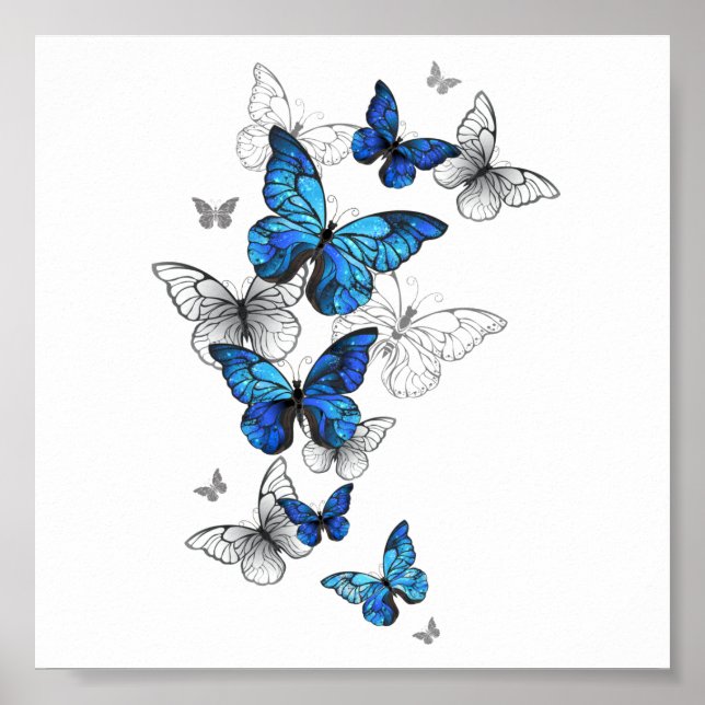 Affiche Papillons volants bleus Morpho (Devant)