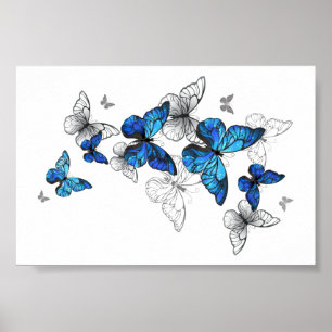 Affiche Papillons volants bleus Morpho