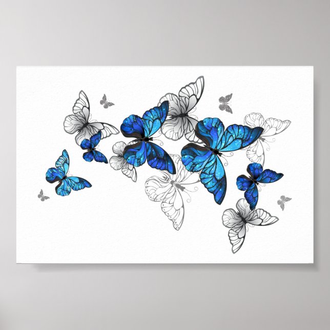 Affiche Papillons volants bleus Morpho (Devant)