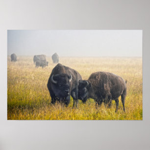 Affiche Parade amoureuse de bisons à Yellowstone