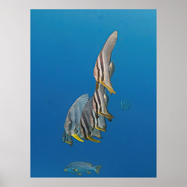Affiche Parade de poissons Batfish (Devant)