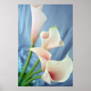 Affiche Parade de soie Blanc Calla Lily Photographies Affi
