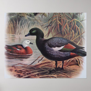 Affiche Paradis vintage Shelduck