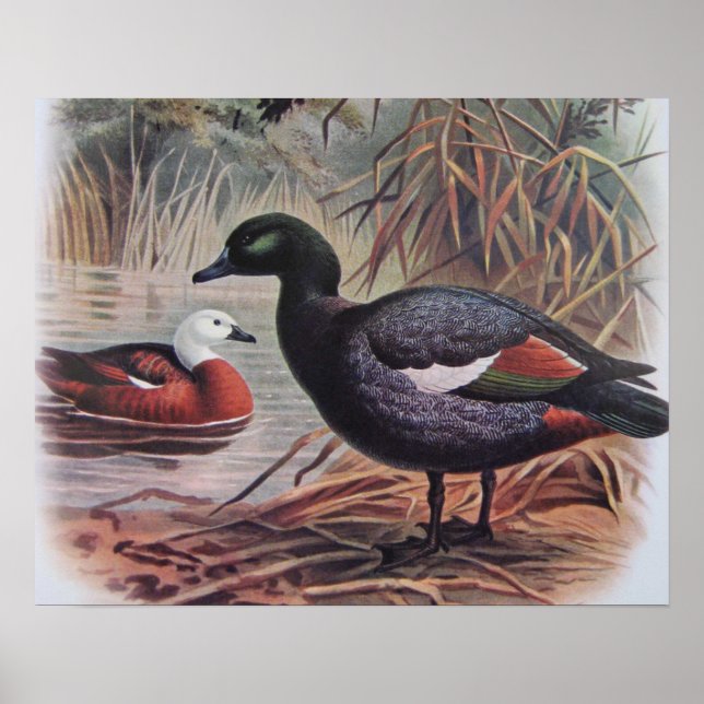 Affiche Paradis vintage Shelduck (Devant)