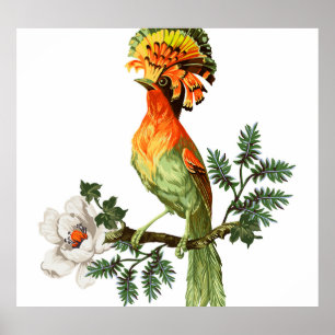 Affiche Paradise Birds : Exotic Floral Arrière - plan