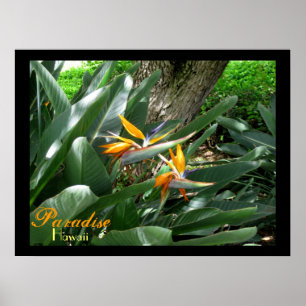 Affiche Paradise Hawaii