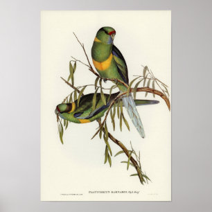 Affiche Parakeet de Barnard par Elizabeth Gould