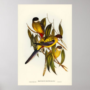 Affiche Parakeet de Brown par Elizabeth Gould