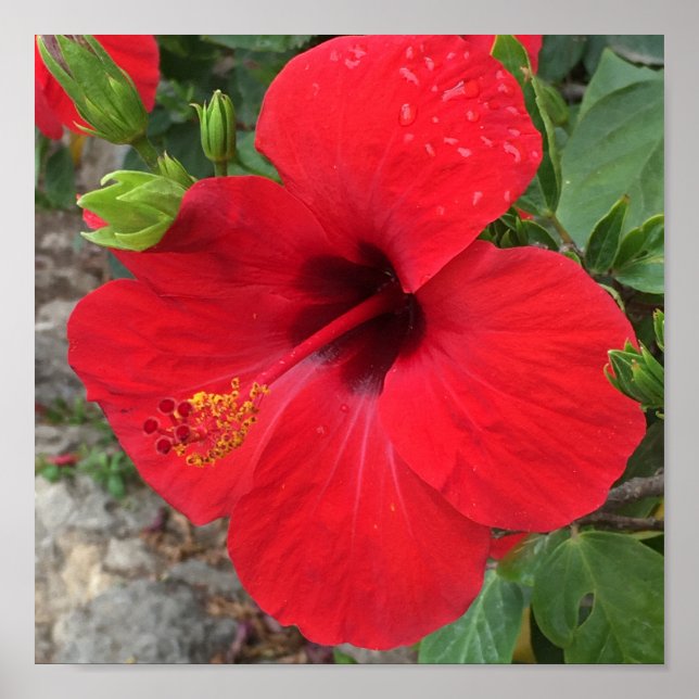 Affiche Parc des fleurs Red Hibiscus Güell Barcelona (Devant)