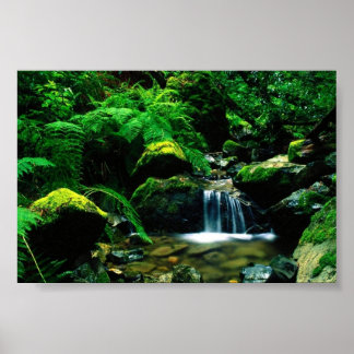 Affiche Parc d'état du Mont Tamalpais, CA
