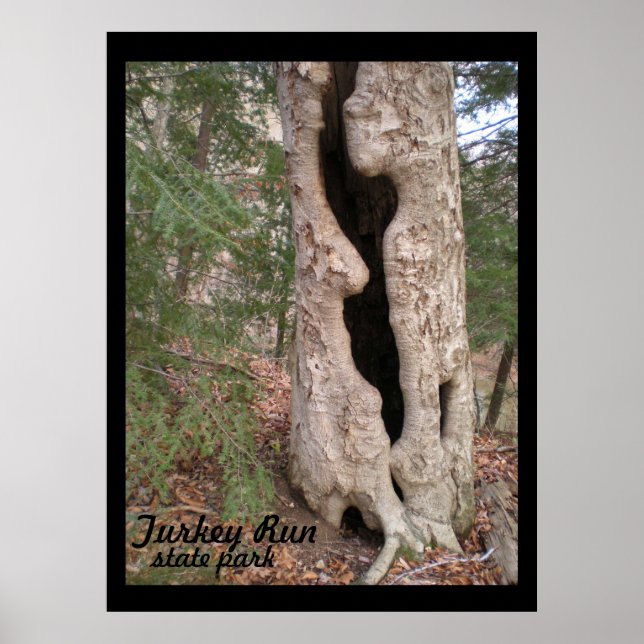 Affiche Parc d'État Turkey Run, Hallow Tree (Devant)