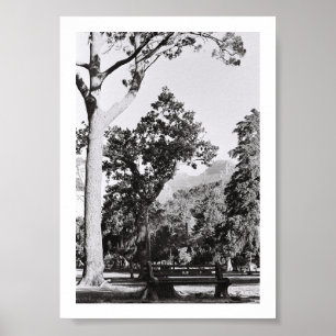Affiche Parc du Cap Nature Mountain Afrique du Sud ZA