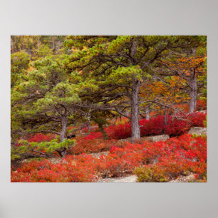 Affiche Parc national d'Acadia, Maine