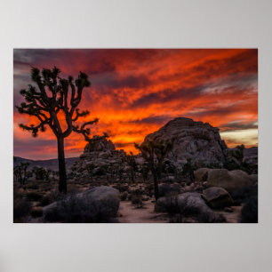 Affiche Parc national de Joshua Tree Coucher de soleil rou