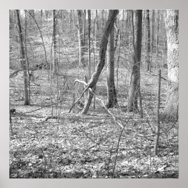 Affiche Parc national de Ridley Creek (Devant)