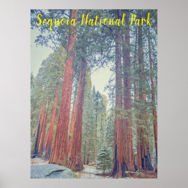 Affiche Parc national de Sequoia (Devant)
