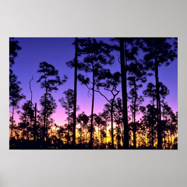 Affiche Parc national des Everglades, zone Pinelands, Flor (Devant)