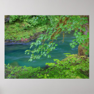 Affiche Parc national olympique Washington State