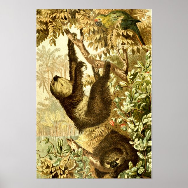 Affiche Parcelles vintages et perroquets dans la jungle (Devant)