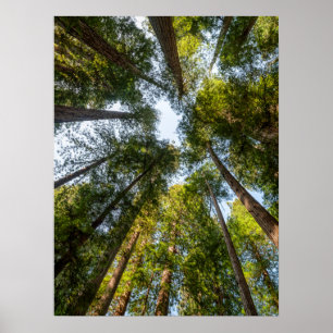 Affiche Parcs national et d'État de Redwood, Californie