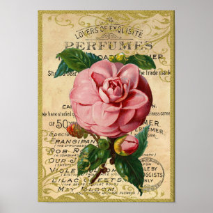 Affiche Parfum antique de roses
