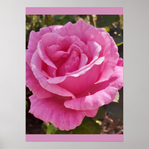 Affiche Parfum Délice de Jardin de Roses Rose Rose