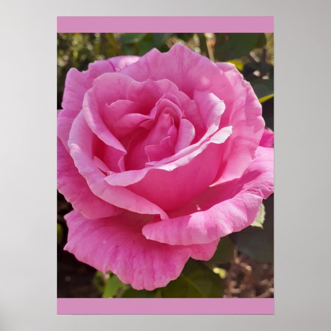 Affiche Parfum Délice de Jardin de Roses Rose Rose (Devant)