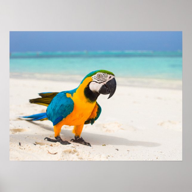 Affiche Parrot de plage (Devant)