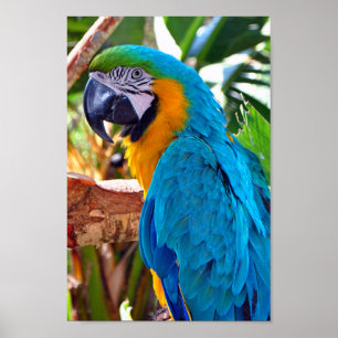 Affiche Parrot Macaw Oiseau Jaune Et Bleu