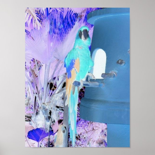 Affiche Parrot Pop Art (Devant)