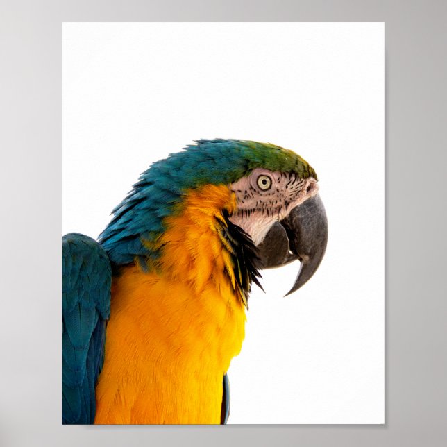 Affiche Parrot Post-it Notes (Devant)