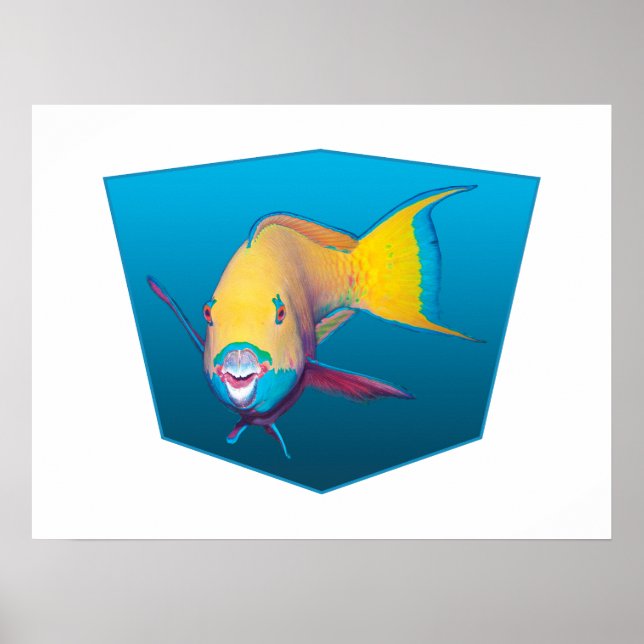 Affiche Parrotfish - arrière - plan bleu dégradé | (Devant)