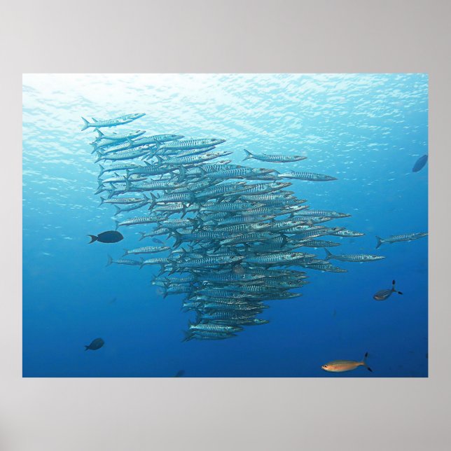 Affiche Parti Baraccuda (Devant)