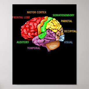 Affiche Parties L'Anatomie Du Cerveau Diagramme Coloré App
