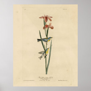 Affiche Parula du nord des oiseaux d'Amérique d'Audubon