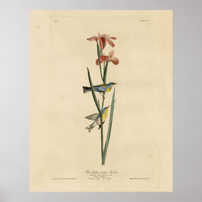 Affiche Parula du nord des oiseaux d'Amérique d'Audubon (Devant)