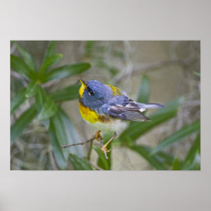 Affiche Parula Parula americana) mâle