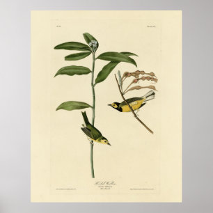 Affiche Paruline à capuchon des oiseaux d'Amérique d'Audub