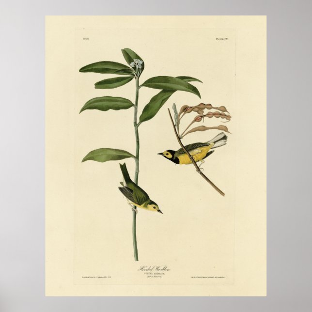 Affiche Paruline à capuchon des oiseaux d'Amérique d'Audub (Devant)