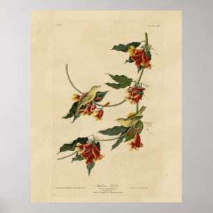 Affiche Paruline à rathbone (jaune) Audubon Birds of Ameri