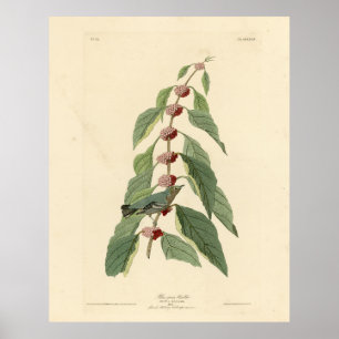Affiche Paruline bleu-vert d'Audubon's Birds of America