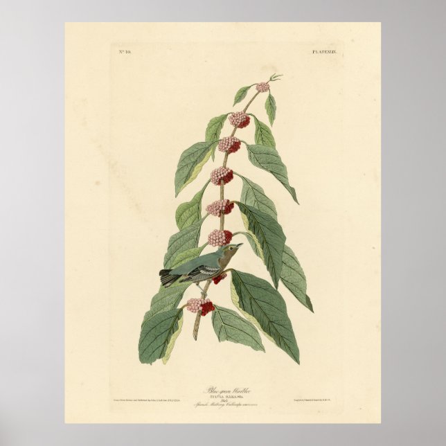 Affiche Paruline bleu-vert d'Audubon's Birds of America (Devant)