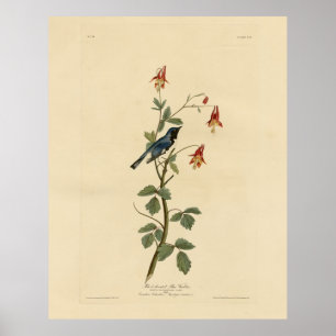 Affiche Paruline bleue à gorge noire, Audubon Birds Amériq
