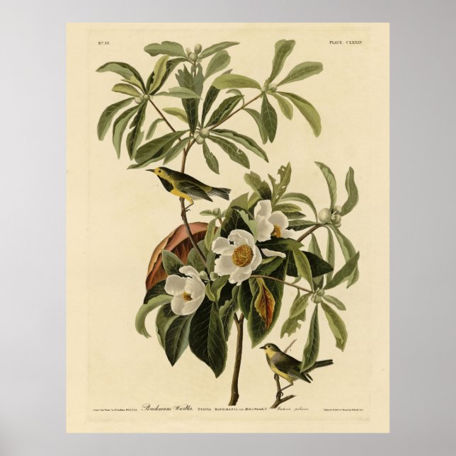Affiche Paruline de Bachman, d'Audubon's Birds of America (Devant)