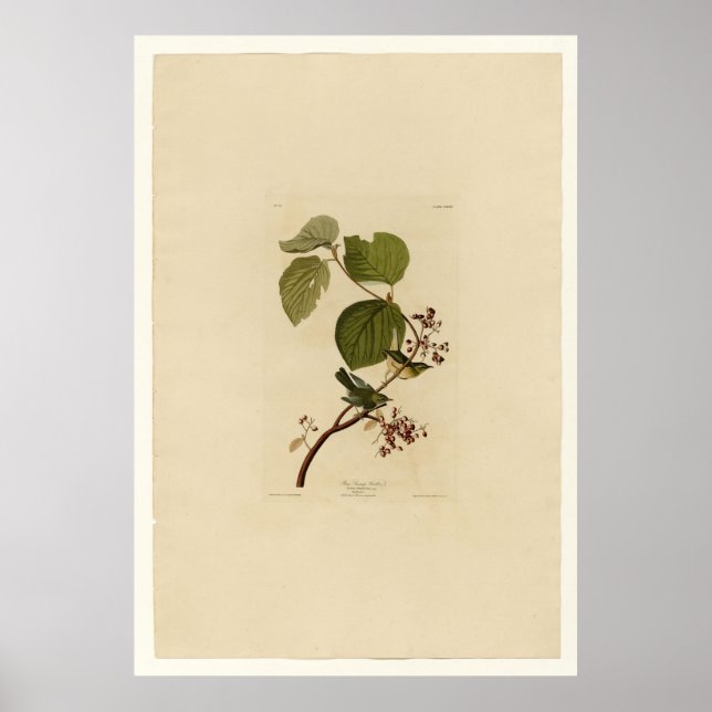 Affiche Paruline de pin (Devant)