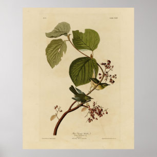 Affiche Paruline des marais de pin d'Audubon's Birds of Am