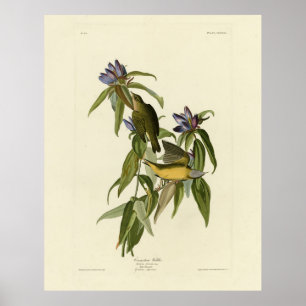 Affiche Paruline du Connecticut - Audubon's Birds of Ameri