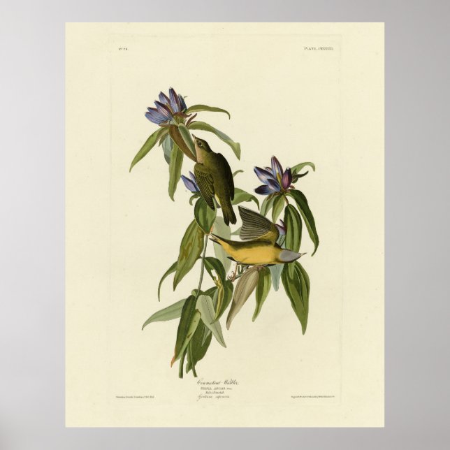 Affiche Paruline du Connecticut - Audubon's Birds of Ameri (Devant)