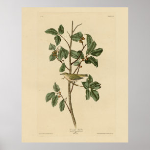 Affiche Paruline du Tennessee, d'Audubon's Birds of Americ