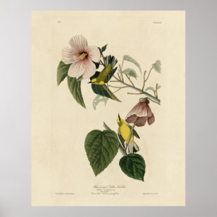 Affiche Paruline jaune à ailes bleues - Audubon Birds Amér